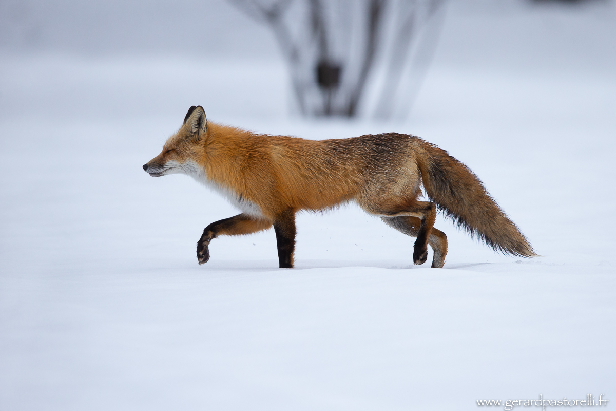 Renard BD 117
